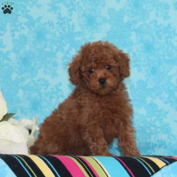 Kisses, Toy Poodle Puppy